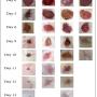 Macroscopic view of wounds of rat experimental groups: NC, VC, ST and CE against treatment day 0, 3, 6, 9, 10, 11, 12 and 13. Normal group without treatment (NC), vehicle dressing (VC), povidone-iodine ointment dressing as standard treatment (ST) and 2.0% of C. zeylanicum extract dressing (CE). Scale bar was 20 u. 