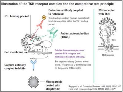 Figure 1: Illustration of the TSH receptor complex and the competitive test principle