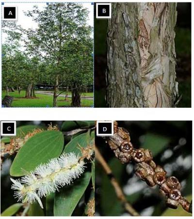 Figure 1: a) whole plant of Gelam tree b) Gelam ‘papery’ and flaky bark c) leaves of Gelam tree d) brown capsules of Gelam fruits (Burkill 1993)