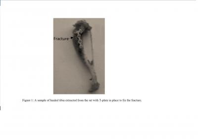 Figure 1: A sample of healed tibia extracted from the rat with T plate in place to fix the fracture.