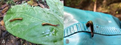 (A) Leeches found in Lembah Danum, Sabah (B) Picture shows a leech adhering on a surface with its sucker. Photographs courtesy of Chai and Kaharuddin.