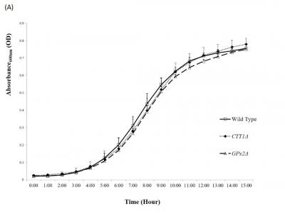 Figure 1: Growth curves of three different strains of S. cerevisiae (wild-type, CTT1ΔΔ and GPx2ΔΔ based on (A) absorbance and (B) haemocytometer cell count. The three different strains of were sampled and analysed every hour for 15 hours. Data are presented as mean + SD, n = 3. #Wild-type shows significantly higher cell counts than both CTT1ΔΔand GPx2ΔΔstrains (p<0.05). *Wild type shows significantly higher cell counts than GPx2ΔΔstrain (p<0.05).